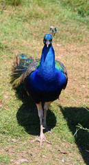 Fototapeta premium The peafowl include two Asiatic bird species the blue or Indian peafowl originally of India and Sri Lanka and the green peafowl of Myanmar, Indochina and Java and one African species the Congo peafowl