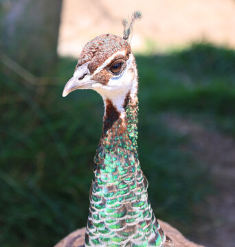 The peafowl include two Asiatic bird species the blue or Indian peafowl originally of India and Sri Lanka and the green peafowl of Myanmar, Indochina and Java and one African species the Congo peafowl