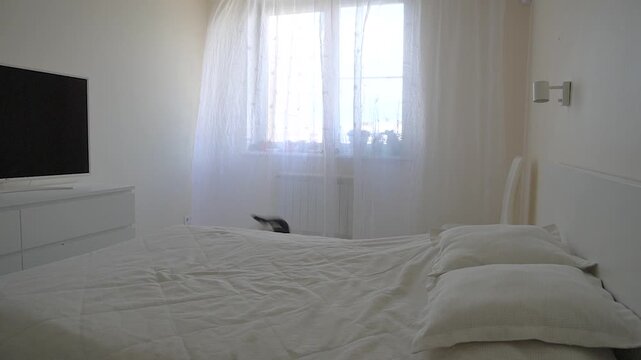 A grey cat on a white bed in a bright bedroom. Window with tulle, daylight, minimalist interior, general layout. The cat got scared and jumped off the bed