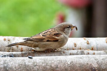 House sparrow, female at a feeder with sunflower seeds. Czech Republic.