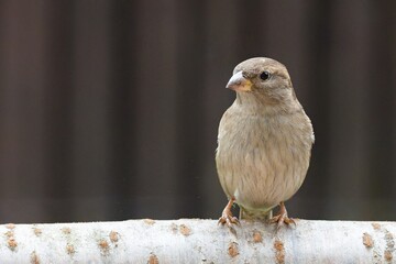 House sparrow, female on a stick. Czech Republic. 