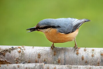 Nuthatch ( Sitta europae ) on a sunflower seed feeder. Czech Republic.