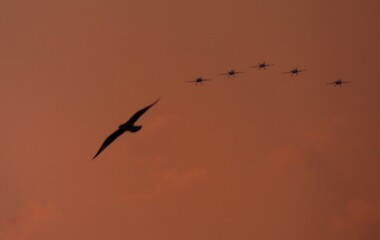 Obraz premium Silhouette of a seagull flying in the foreground at sunset, with five sport aircraft in formation in the background against a dramatic evening sky, 2023