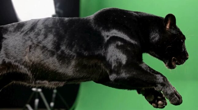 Powerful and agile black leopard (melanistic form) captured mid-leap in a studio setting, demonstrating speed and grace.