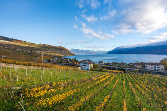 Lavaux vineyard terraces golden autumn landscape with Lake Geneva. Bourg-en-Lavaux, Canton of Vaud, Switzerland.