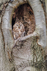 Tawny owl in a tree in its nest in a hole in a tree.