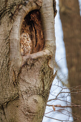 Tawny owl in a tree in its nest in a hole in a tree.