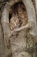 Tawny owl in a tree in its nest in a hole in a tree.