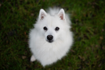 A fluffy white Japanese Spitz puppy sits on green grass, gazing upward with dark, gentle eyes. The dog is hungry and looks at owner until he gives it food