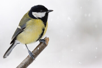 A great tit sits on a broken tree branch during a snowfall.