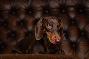 Niedlicher Dackelr&uuml;de, Dackel im Fotostudio, Dachshund mit toller Farbe, Teckel in der Farbe Schoko