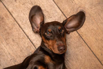 Niedlicher Dackelr&uuml;de, Dackel im Fotostudio, Dachshund mit toller Farbe, Teckel in der Farbe Schoko