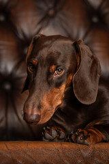 Niedlicher Dackelr&uuml;de, Dackel im Fotostudio, Dachshund mit toller Farbe, Teckel in der Farbe Schoko