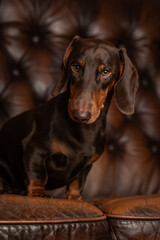 Niedlicher Dackelr&uuml;de, Dackel im Fotostudio, Dachshund mit toller Farbe, Teckel in der Farbe Schoko