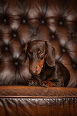 Niedlicher Dackelr&uuml;de, Dackel im Fotostudio, Dachshund mit toller Farbe, Teckel in der Farbe Schoko