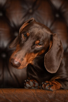 Niedlicher Dackelr&uuml;de, Dackel im Fotostudio, Dachshund mit toller Farbe, Teckel in der Farbe Schoko
