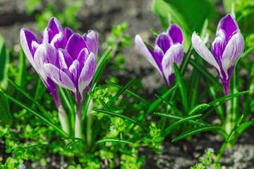 Blooming crocuses in a spring garden within the city. Macro shot of colorful flowers and petals