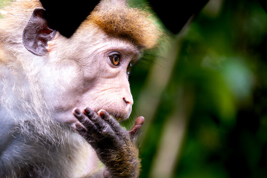 Close-up Portrait of an Endemic Toque Macaque in the Jungles of Sri Lanka