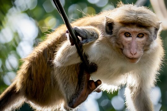Curious Toque Macaque Peering from a Wire in the Sri Lankan Jungle