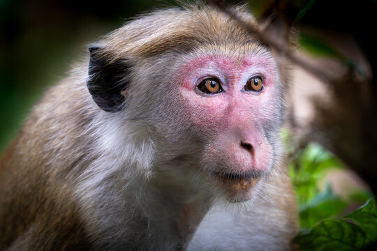 Stunning Close-up Portrait of an Endemic Toque Macaque in Sri Lanka