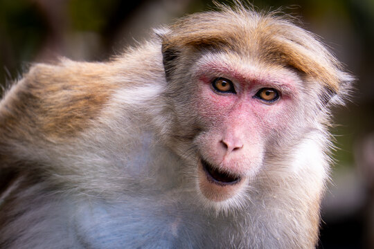 Curious Toque Macaque Portrait in the Wilds of Sri Lanka