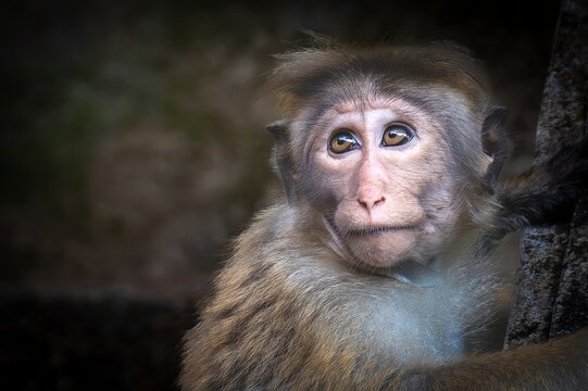 Portrait of a Curious Toque Macaque (Macaca sinica) in the Wilds of Sri Lanka