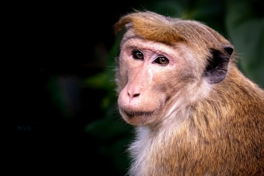Thoughtful Toque Macaque Portrait - Sri Lankan Wildlife