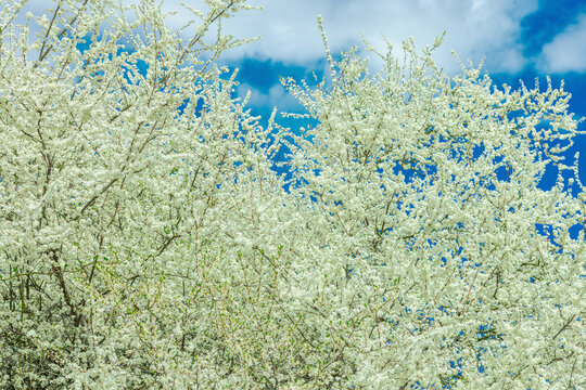 Prunus cerasifera under bright sunlight. Blooming cherry plums, fresh, vibrant, and natural scene