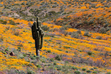 Saguaro Cactus and Orange Poppies in Bloom at Peridot Mesa, Arizona
