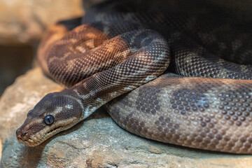 Obraz premium Close up of captive Australian Rough-scaled Python