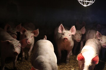 Elevage de porcelets bio en Vendée © Amaury
