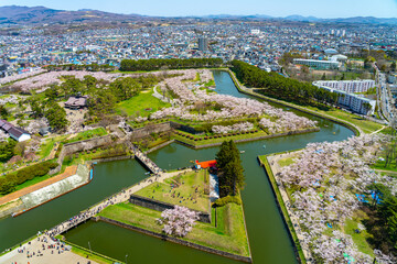 Goryokaku park in springtime cherry blossom season ( April, May ), aerial view star shaped fort in sunny day. visitors enjoy the beautiful full bloom sakura flowers in Hakodate city, Hokkaido, Japan