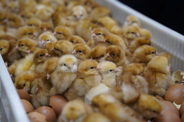 Poussins à la naissance dans couveuse © Amaury