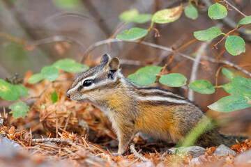 Chipmunk foraging through the forest floor for food