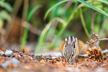 Chipmunk foraging through the forest floor for food