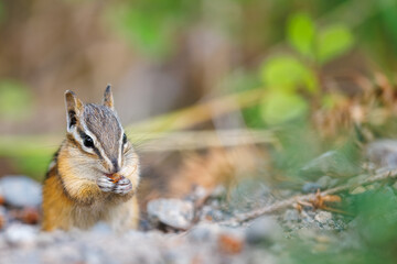 Chipmunk foraging through the forest floor for food
