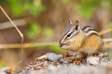 Chipmunk foraging through the forest floor for food