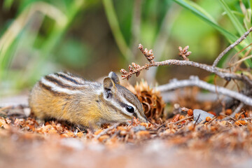 Obraz premium Chipmunk foraging through the forest floor for food