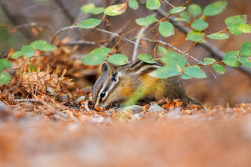 Chipmunk foraging through the forest floor for food