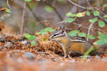 Chipmunk foraging through the forest floor for food