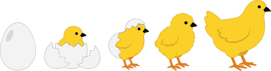 Chicken life cycle cartoon set, egg to adult growth stages for farming and biology - flat vector illustration © TOMSINA