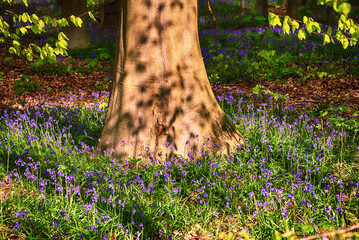 Blossoming lovely spring violet-blue forest flowers - common bluebells or Hyacinthoides, Belgium