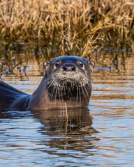 Fototapeta premium River Otter in the lake