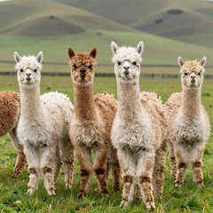 Fototapeta premium Sapphire ring illuminated by spotlight on powder blue velvet backdrop