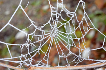 Frosty Spider Web in Winter