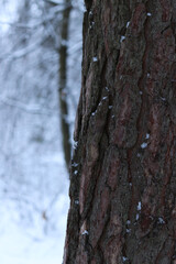 Obraz premium Tree trunk on a background of a snowy forest. Winter. Tree with snow on the bark, blurred background. Nature in winter. Snow-covered forest