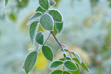 Close up view of icy frozen tree branch with dry foliage hanging isolated. Beauty of winter season concept. Christmas natural background. Ultra Full hd video footage. Ice hoarfrost green leaves plants