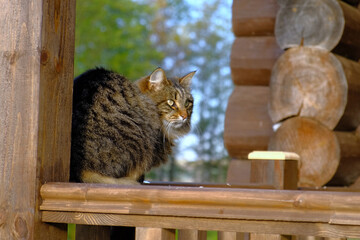 Feline investigates surroundings, Curious cat examines porch details. Exploring feline rustic...