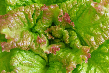 Green red lettuce lollo rosso leaves top view, motion camera turning. Food background rotating. Greengrocer's stall. Fresh organic zero-carbon radicchio On The Street Market. Vegetable salad backdrop