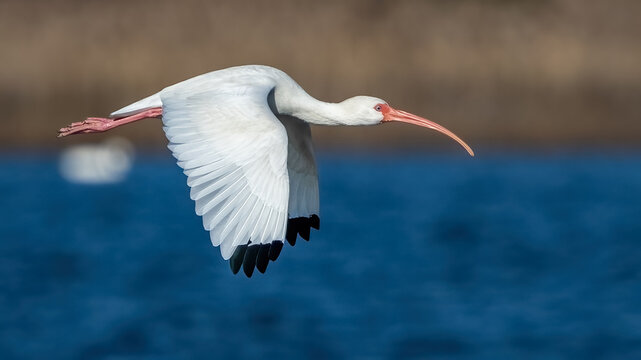 White Ibis on the lake